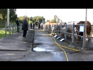 Le Cateau: concours au marché aux bestiaux