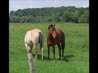 centre equestre drouot a vandoeuvre meurthe et moselle