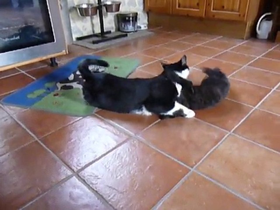 Paddy et Greg, catcheurs ?