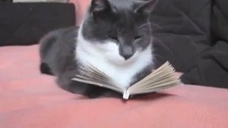 Il gatto secchione legge un libro