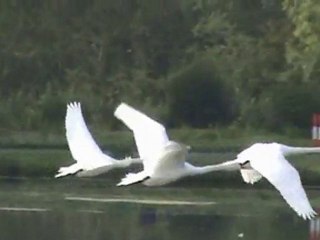 paradis de cygnes