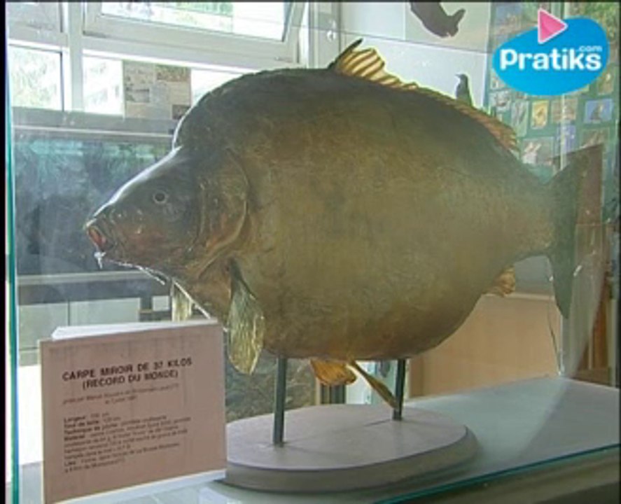Comment reconnaitre une carpe