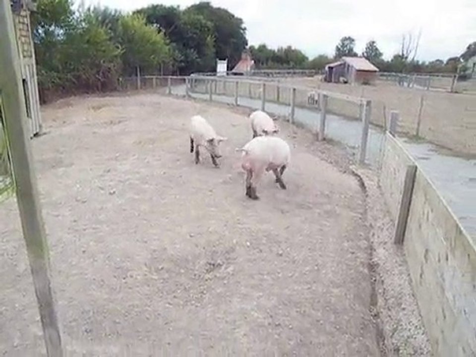 Quand on donne des glands à des cochon ça donne ça ! MDR