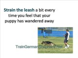 How to Leash Train Your German Shepherd