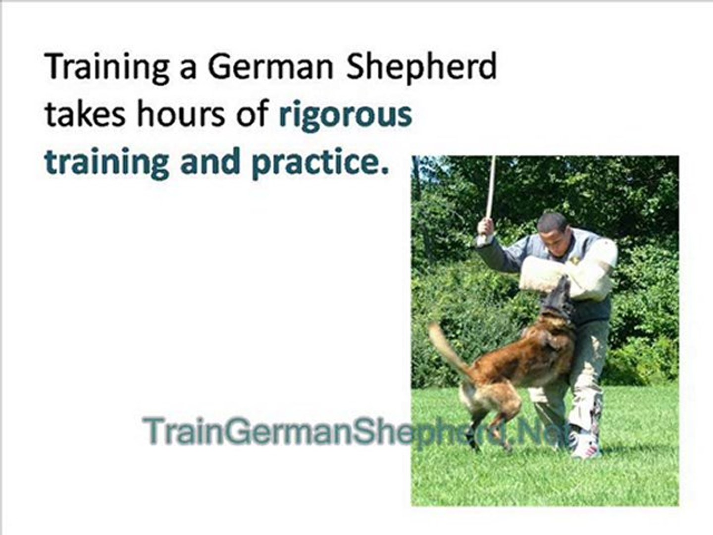 How To Train Your German Shepherd To Attack On Command Video Dailymotion