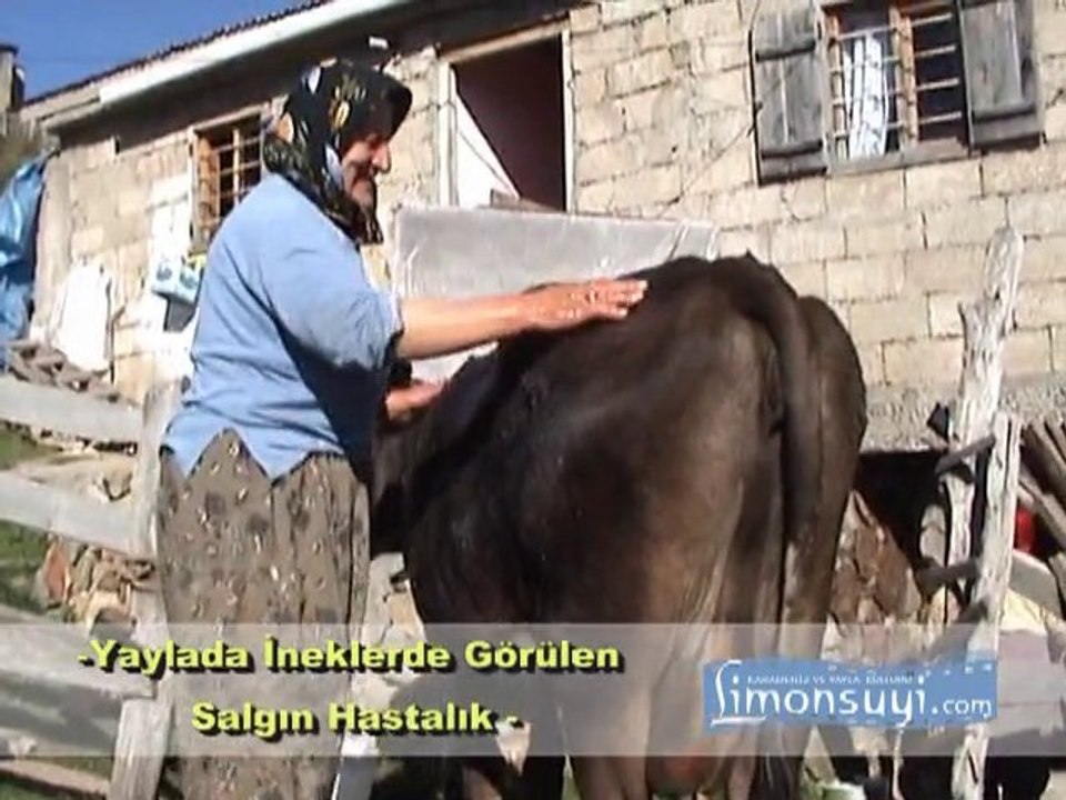 Yaylada Şap Hastalığı 2010