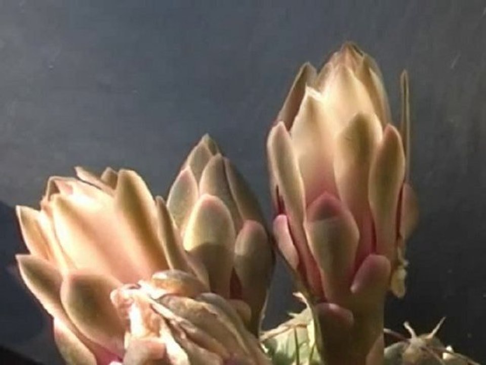 Gymnocalycium asterium