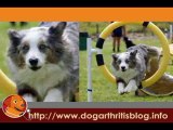 Dog Physical Therapy - Cardiopulmonary Work
