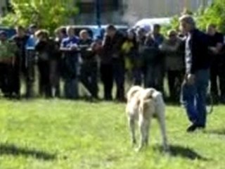 Басмач(Воронеж) -Св.Страж Дев (Курск)2 раунд