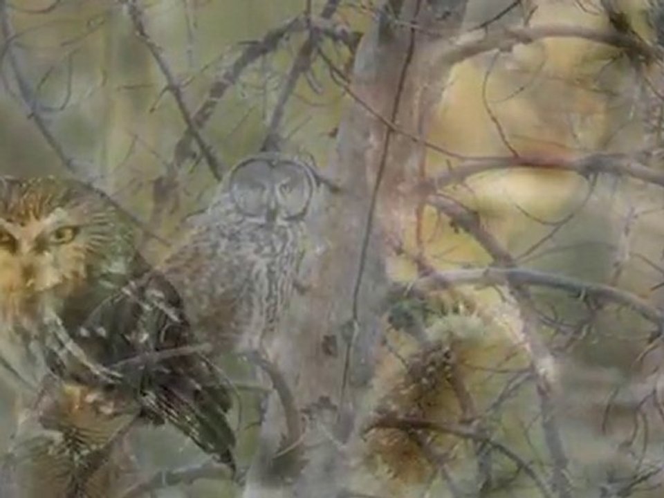 Blue Stone - Wait for the Sun