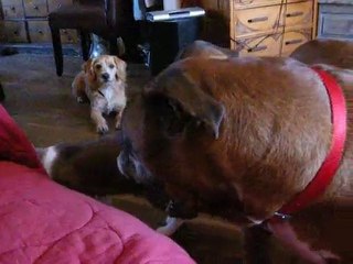 Chester boxer est un drôle de chien qui s'exprime