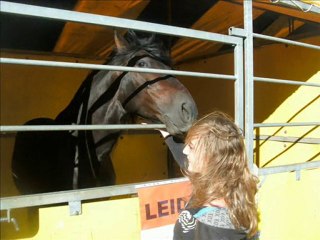 Foire aux chevaux du Luc en Provence