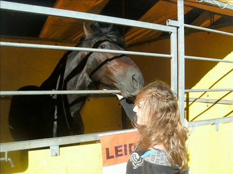 Foire aux chevaux du Luc en Provence