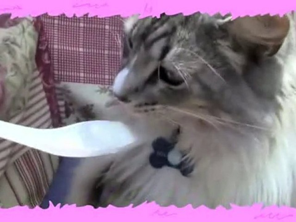 Yogurt Kitty VS Silly Doggy - Number One Super Cutie ...