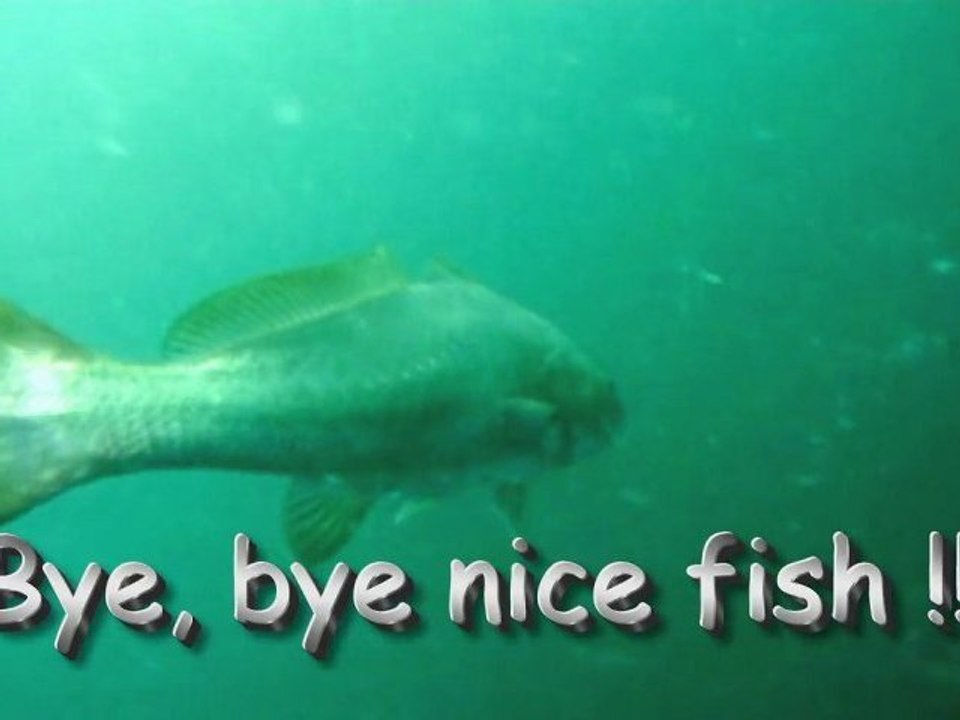 Le maigre de rémi.22.5 kgs en finesse