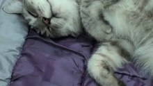 Yoko and Sassy on my bed