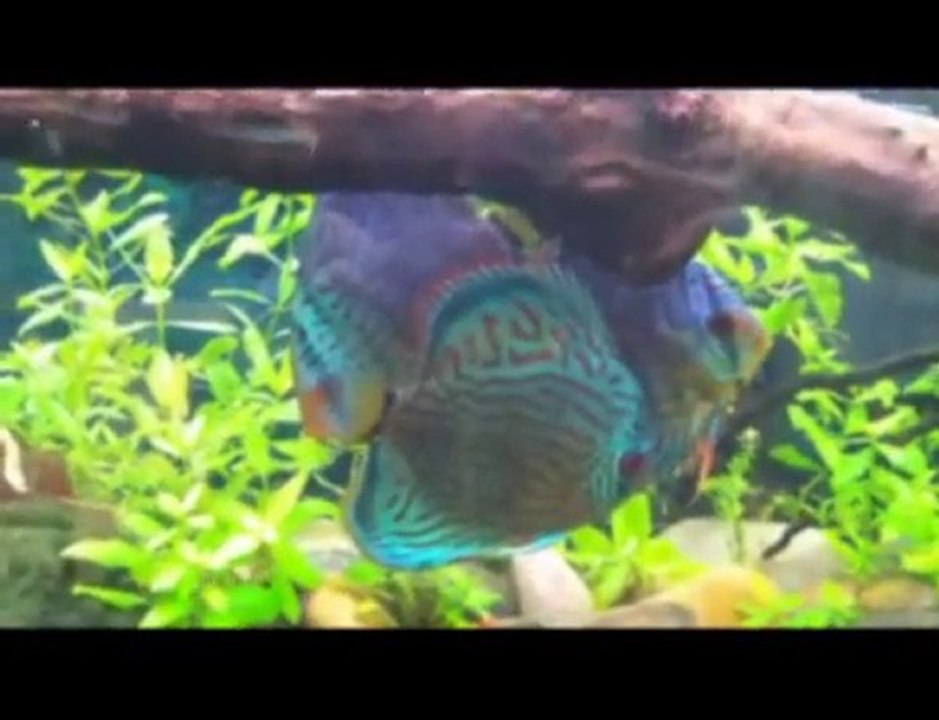 Discus ,ménage à trois