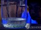 Nouveau : Poissons fluo en aquarium