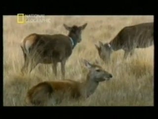 Ciervos: Democracia animal