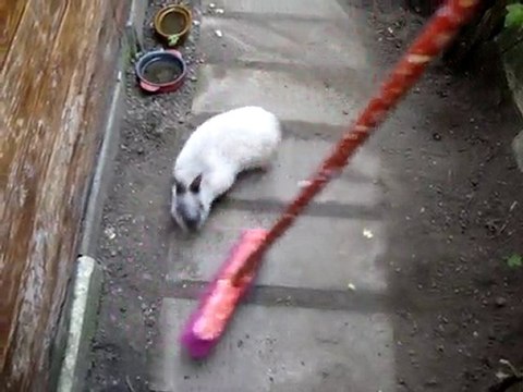 MOV02973 Le lapin nain Bunny qui danse avec le balai ...