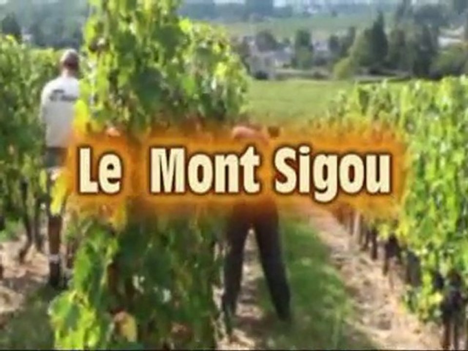 Lamé Delisle Boucard : Quand vendanger en 2010 !