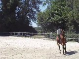 concour saut cheval