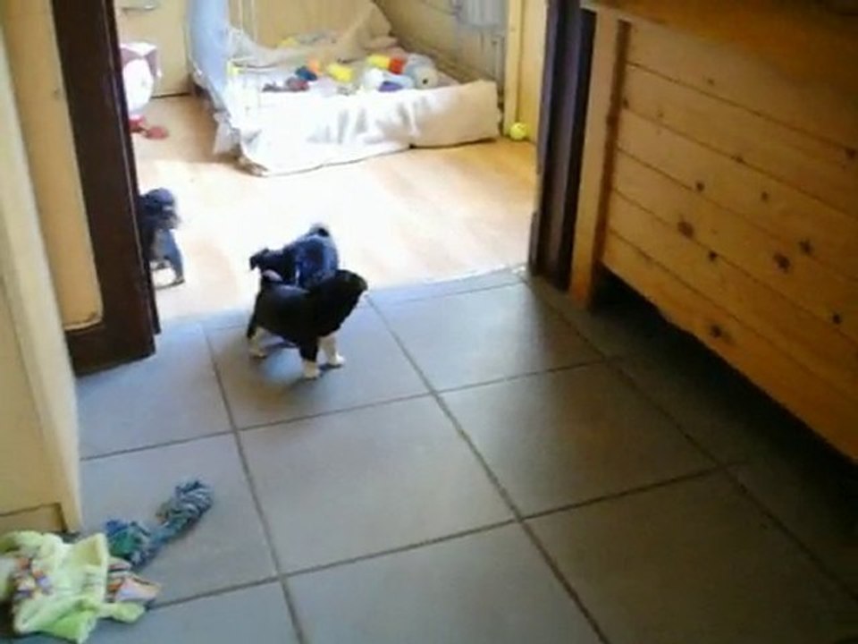 Bébés chihuahua