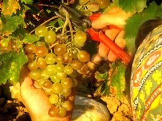 œnoview®, viticulture de précision & images satellites