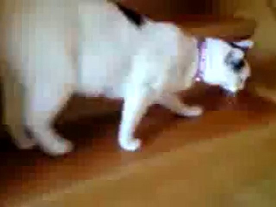 Gato preguiçoso