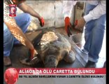 Aliağa'da Caretta Caretta Ölüsü Sahile Vurdu