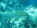 Diving with Leopard Sharks