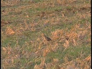 Tradition locale - Le blé de beauce