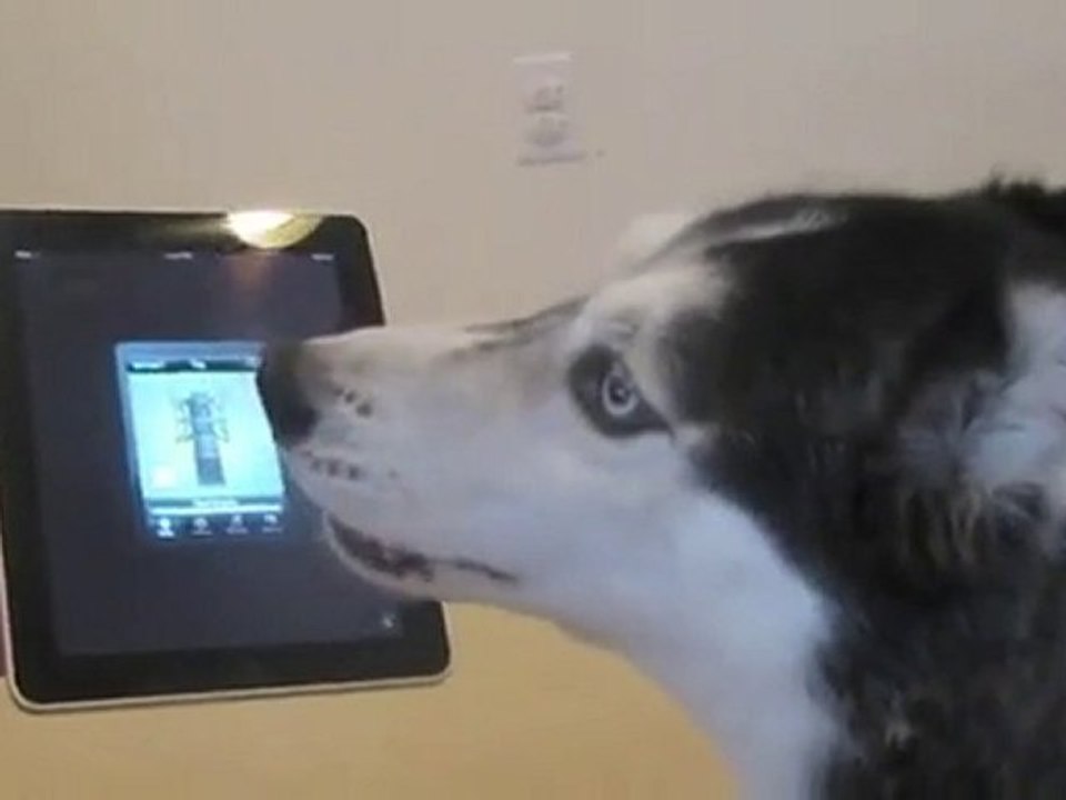 un husky chante du justin bieber