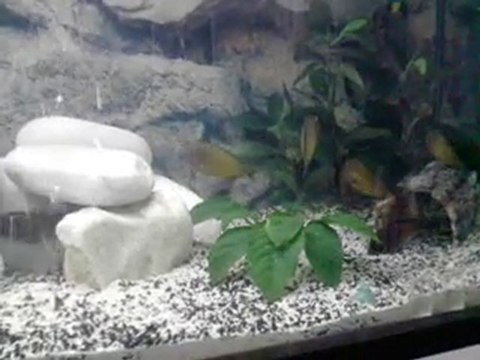 F0 İLANGİ YELLOW VİDEO (BURHAN ERCAN)