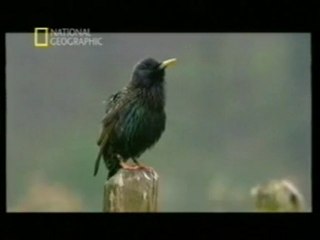 Infanticidio animal: Estorninos