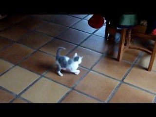 Smoothy ,my baby boule de poils...29/09/2010