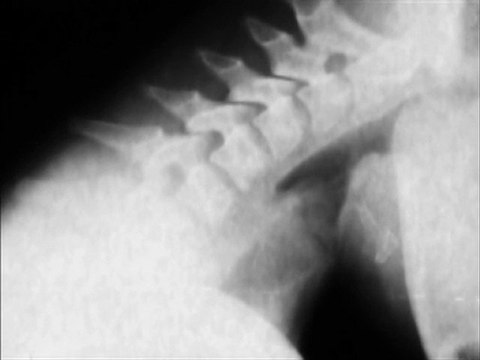 La métamorphose d'Agnès Sorel