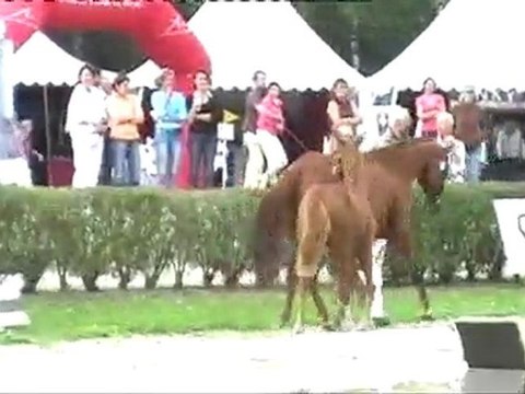 foals femelles saumur 2010
