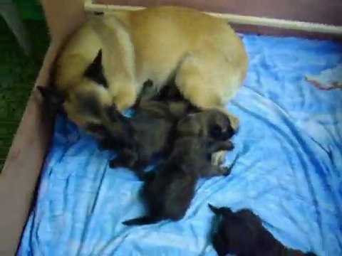 chiots malinois 15 jours
