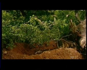 HAYVANLAR ALEMİ-2