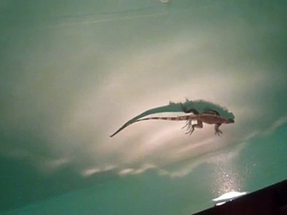 iguane en Guyane !