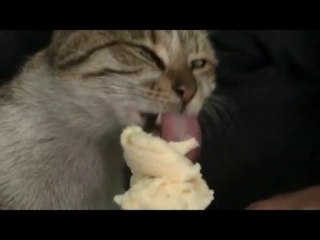 Bayburtlu Kedinin Hobisi