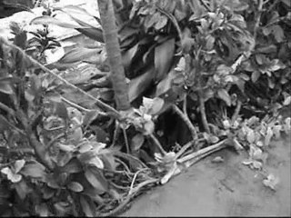 decisiones extremas?? pistoya