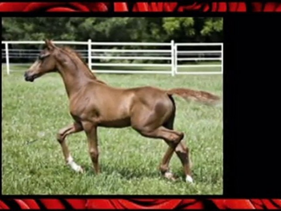 Arabian Reining Horses Arizona,horse reining,arabian reinin