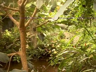 LA SERRE AUX PAPILLONS