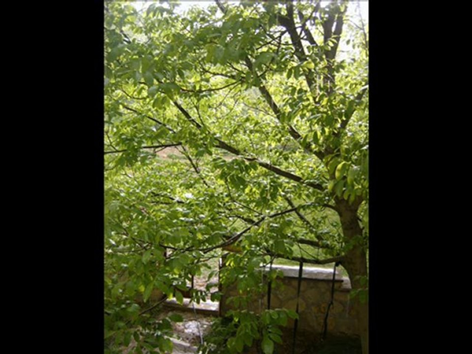 yücel arzen yağmur