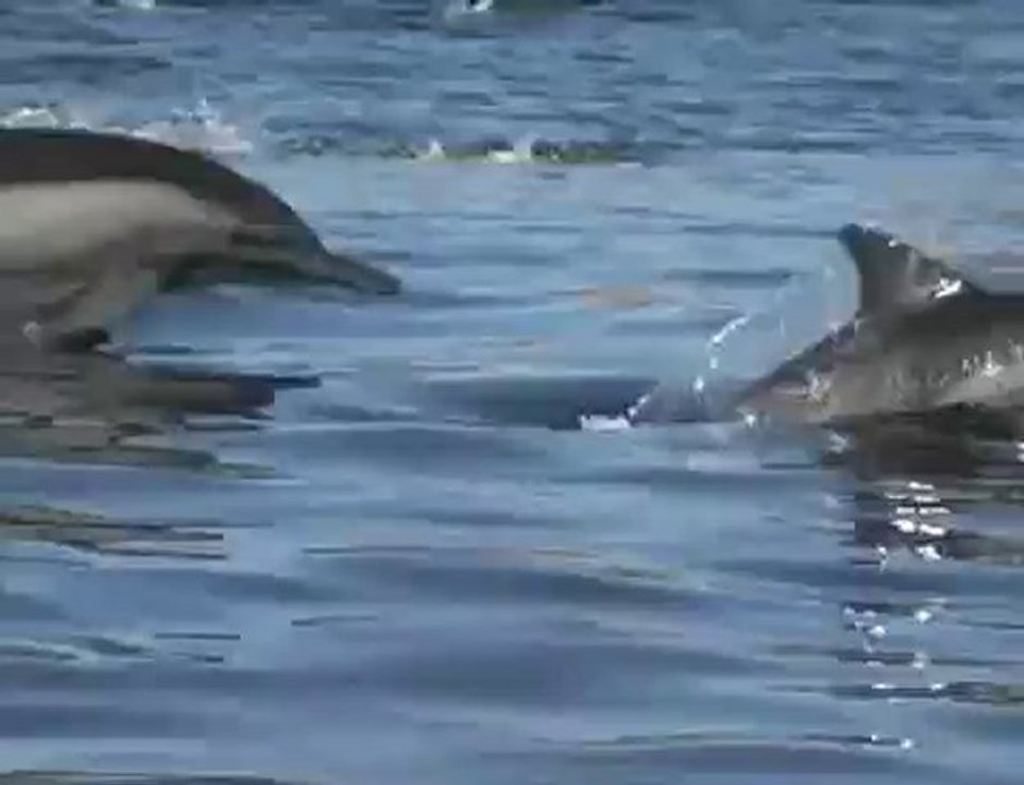 Dolphins vid someone sent me - neat!
