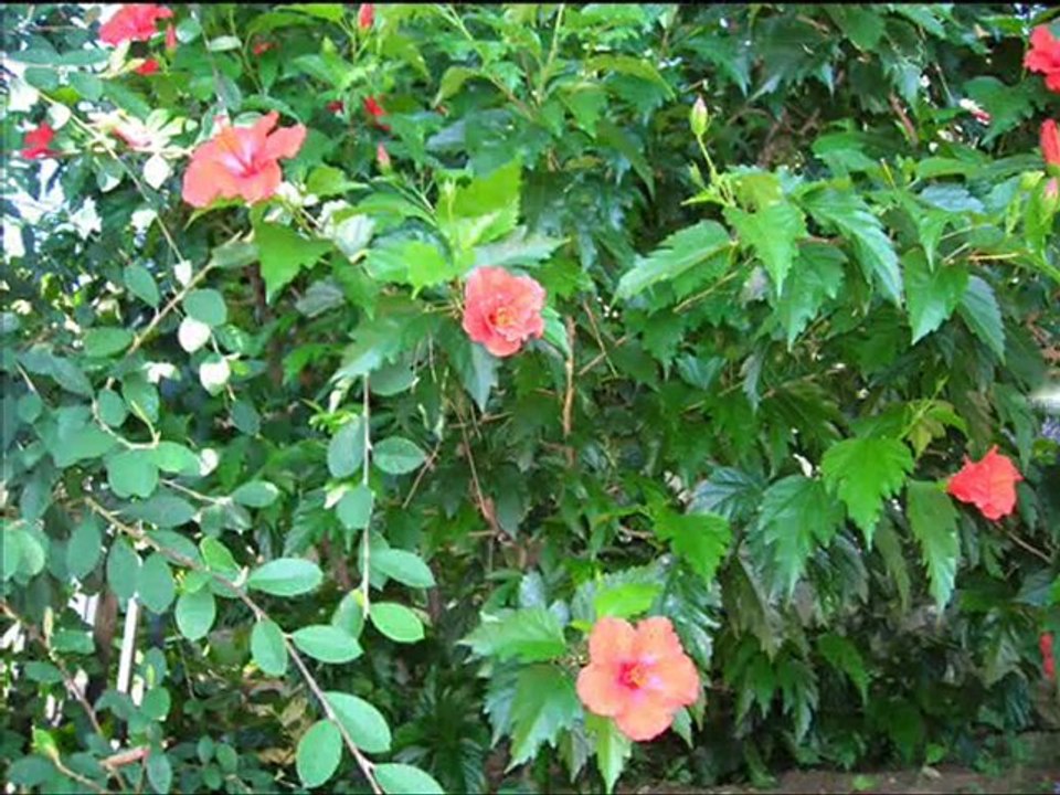 Sunshine Reggae - laid back - Monaco