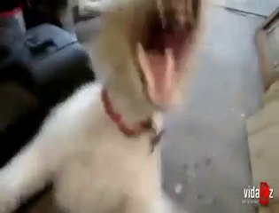 Metallica dinlerken, kendinden geçen köpek :D