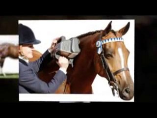 Vero Beach Horse Massage Equine Therapy